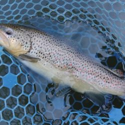 ラインブレイク多発 ～岡崎トラウトポンド～